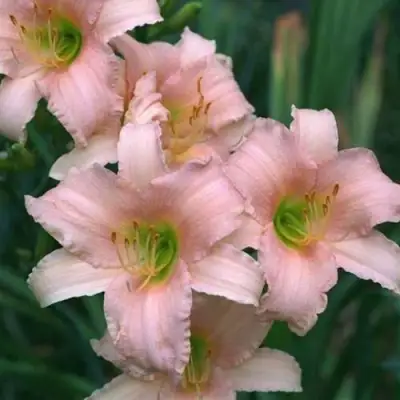 Лилейник ЛАКШЕРИ ЛЕЙС гибридный в Калинковичах