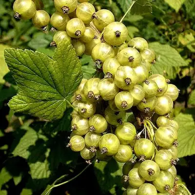 Смородина зеленоплодная СНЕЖНАЯ КОРОЛЕВА в Калинковичах