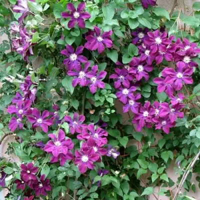 Клематис ГЕРОИ ВАРШАВЫ в Калинковичах