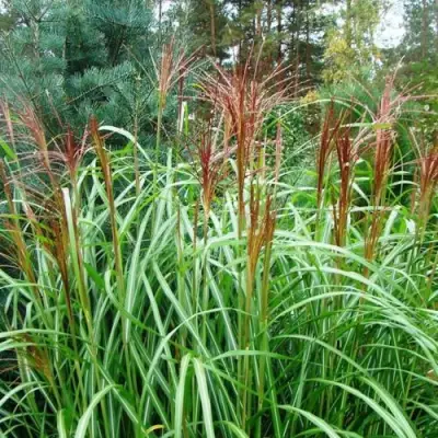 Мискантус МАЛЕПАРТУС китайский  в Калинковичах