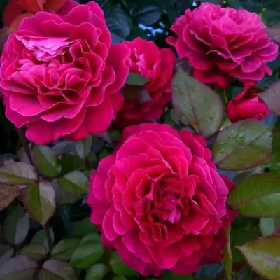 Роза БЕЛЬВЬЮ чайно-гибридная в Калинковичах