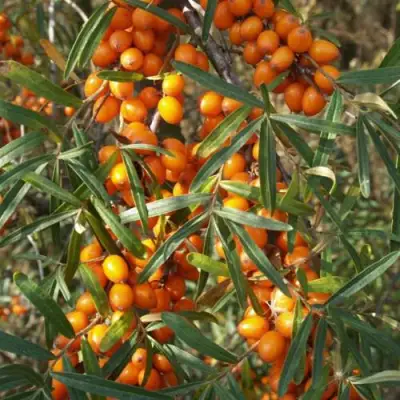 Облепиха РОСИНКА в Калинковичах