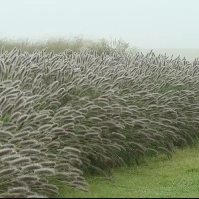 Пеннисетум ЛЕДИ Ю в Калинковичах