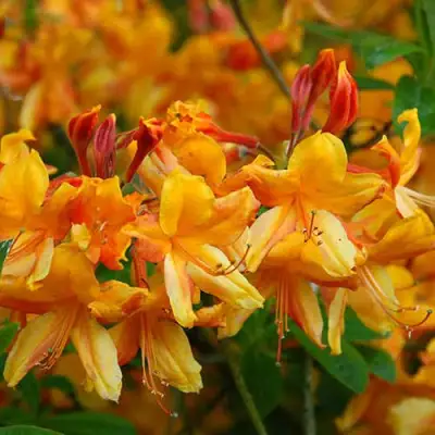 Азалия ОРАНЖ ХИТ листопадная в Калинковичах