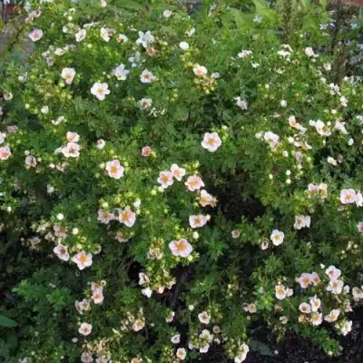 Лапчатка ПИНК КВИН кустарниковая в Калинковичах