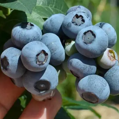 Голубика НЕЛЬСОН в Калинковичах