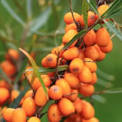 Облепиха АЛТАЙСКАЯ в Калинковичах