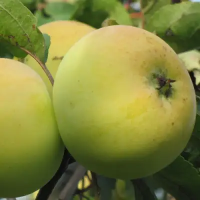 Яблоня РОССИЯНКА в Калинковичах