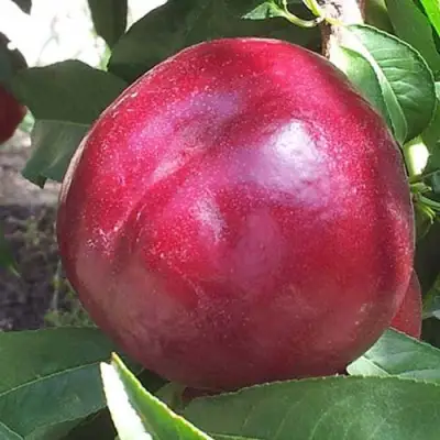 Нектарин ЭКСТРИМ БЬЮТИ в Калинковичах