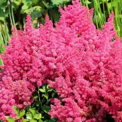 Астильба САННИ ДЕЙ гибридная в Калинковичах
