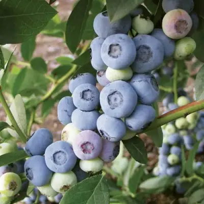 Голубика ЛИБЕРТИ в Калинковичах