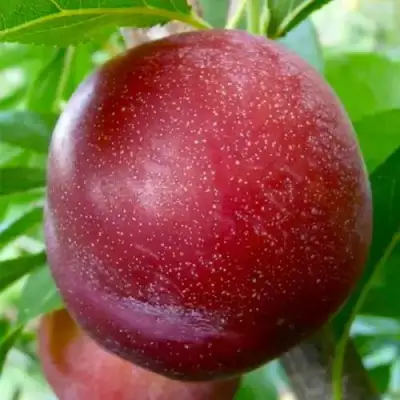 Слива БЕРБАНК ГИГАНТ в Калинковичах