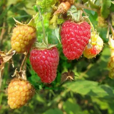 Малина РАДЗИЕВА в Калинковичах