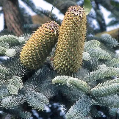Пихта благородная в Калинковичах