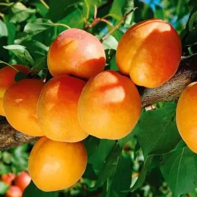 Абрикос СПАДЧЫНА в Калинковичах