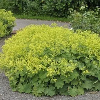 Манжетка ТРИЛЛЕР мягкая в Калинковичах