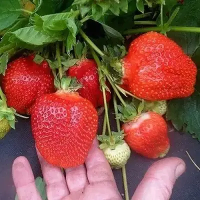 Клубника АЗИЯ в Калинковичах