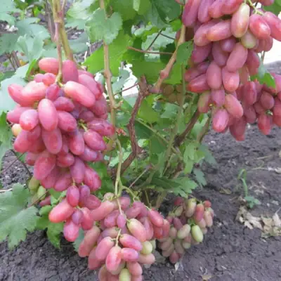 Виноград ЮЛИАН в Калинковичах
