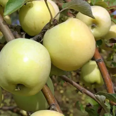 Яблоня АНТОНОВКА ОБЫКНОВЕННАЯ в Калинковичах