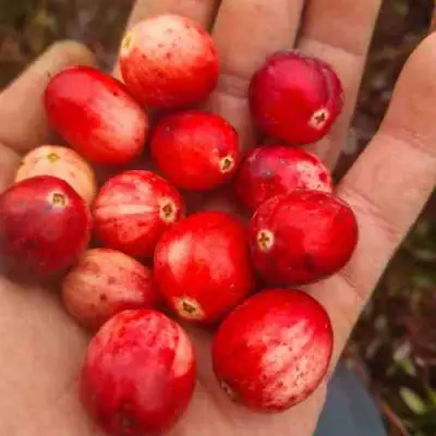 Клюква СТАНКОВИЧ в Калинковичах