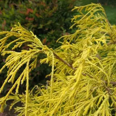 Кипарисовик ВАВЕЛ горохоплодный в Калинковичах