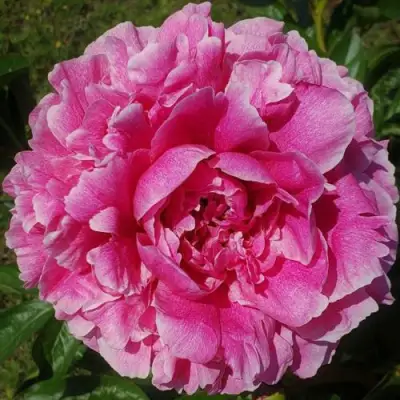 Пион ЗЕ ФОН травянистый в Калинковичах