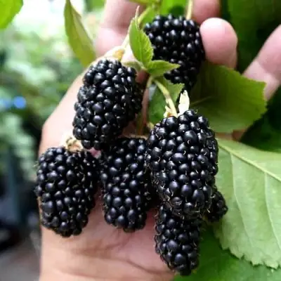 Ежевика ПРАЙМ АРК 45 ремонтантная   в Калинковичах