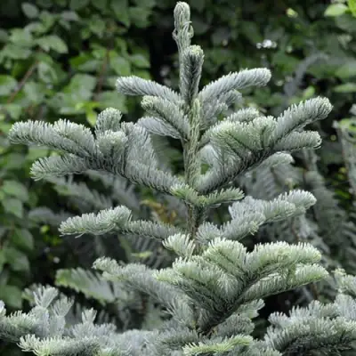 Пихта благородная в Калинковичах