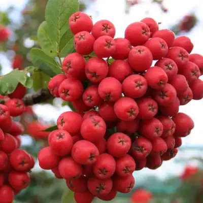 Рябина АЛАЯ КРУПНАЯ сладкоплодная в Калинковичах