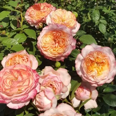 Роза СУРИР ДЕ ХАВР чайно-гибридная в Калинковичах