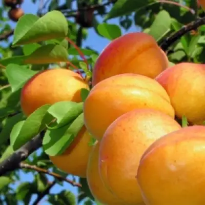 Абрикос ЭДЕЛЬВЕЙС в Калинковичах