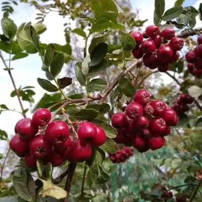 Рябина ГРАНАТНАЯ сладкоплодная в Калинковичах