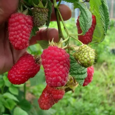 Малина ЛЯЧКА (ЛАШКА, ЛЯШКА) в Калинковичах