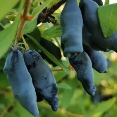 Жимолость съедобная СИЛЬГИНКА в Калинковичах