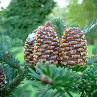 Пихта ФРАЗЕРА в Калинковичах