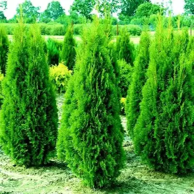 Туя ВИДМАНТ западная в Калинковичах