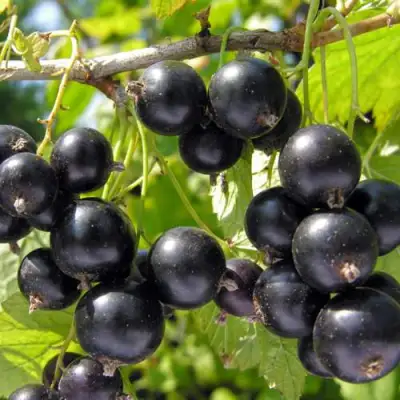 Смородина черная ГАМАЮН в Калинковичах