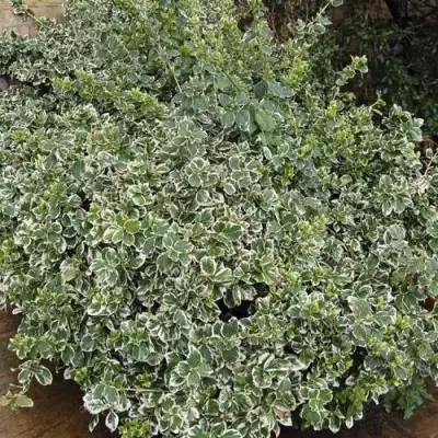 Бересклет ЭМЕРАЛЬД ГАИТИ форчуна  в Калинковичах