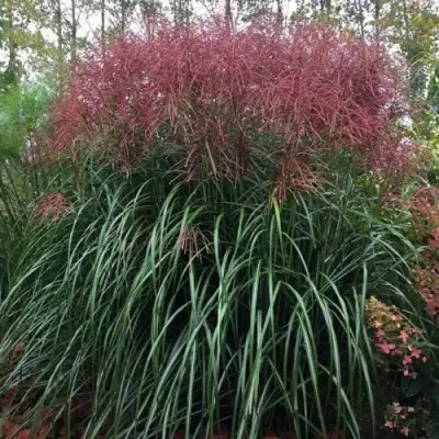 Мискантус МАЛЕПАРТУС китайский  в Калинковичах