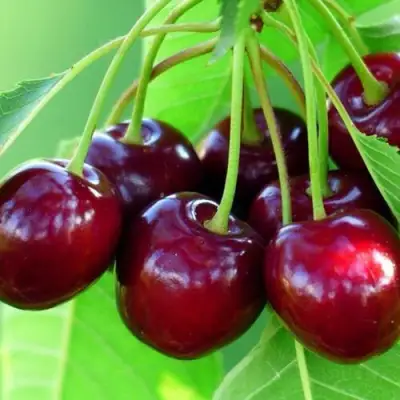 Вишня ВЯНОК в Калинковичах