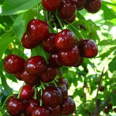 Вишня ВОСТОРГ колонновидная в Калинковичах