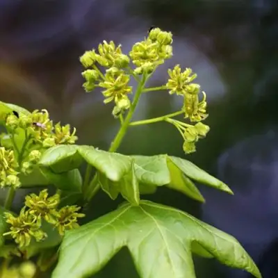 Клен полевой в Калинковичах