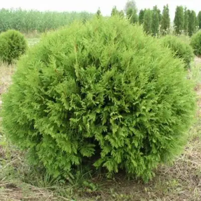 Туя ГЛОБОЗА западная в Калинковичах