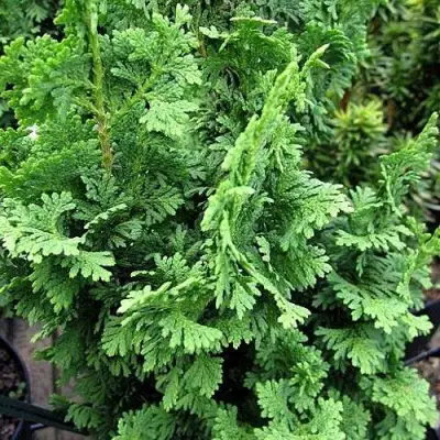 Туя ЗМАТЛИК западная в Калинковичах