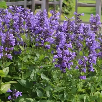 Котовник БЛЮ ДРИМС полусидячий в Калинковичах