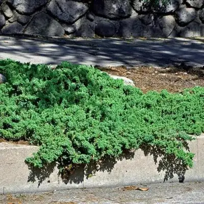 Можжевельник НАНА лежачий в Калинковичах