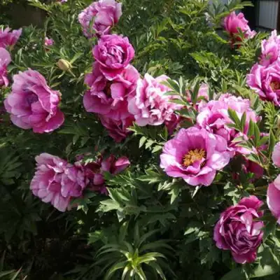 Пион ВРАТА ХРАМА древовидный  в Калинковичах