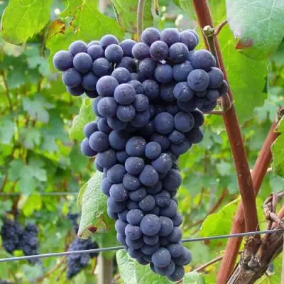 Виноград МУКУЗАНИ в Калинковичах