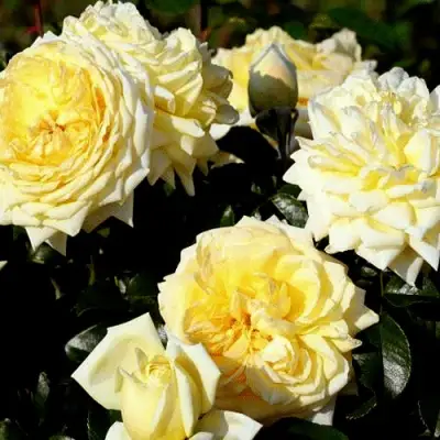 Роза НАДЯ МЕЙДИЛАНД почвопокровная в Калинковичах