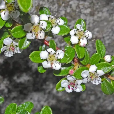 Кизильник ТАНГСТЕДТ горизонтальный  в Калинковичах